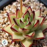 Echeveria agavoides v Multifida / 40 seeds